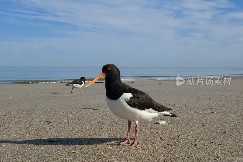 欧洲捕鲸者(Haematopus ostralegus)